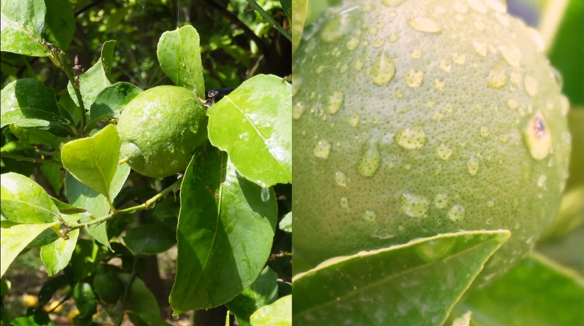 jacli creazione contenuti social digital iride consulting